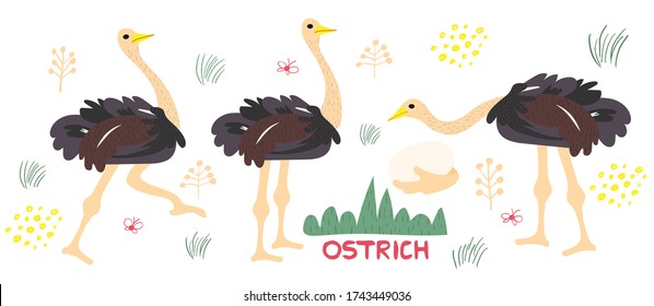 Set of cute ostrich handdrawn vector illustration. Ostrich cartoon character with lettering. Exotic animal with long neck isolated on white background. Zoo, safari animal, farm birds