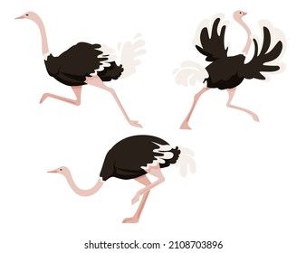 Set cute ostrich running african flightless bird cartoon animal design flat vector illustration isolated on white background