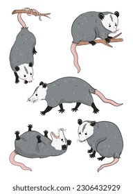 Set of cute possums isolated on white background. Vector graphics.