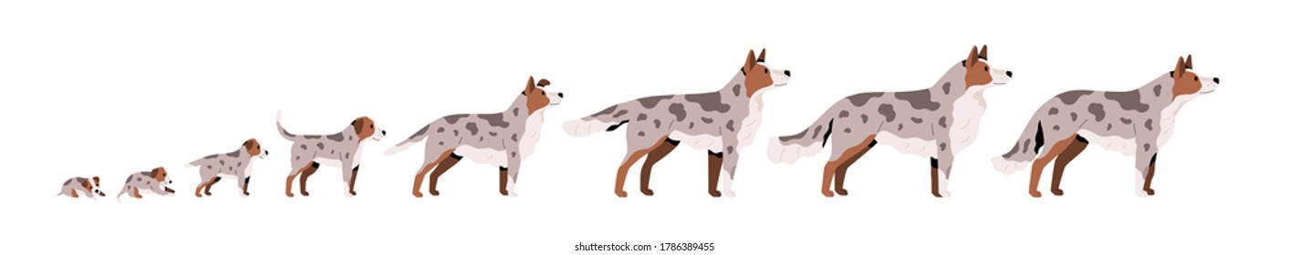 Set of cute puppy, herding dog growth stage, development. Domestic animal growing from cub to adult pet. Mammal life cycle process. Flat vector cartoon illustration isolated on white background