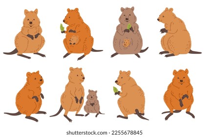 Set of cute quokka animals in different poses flat style, vector illustration isolated on white background. Australian marsupial, mother and baby, eating leaves