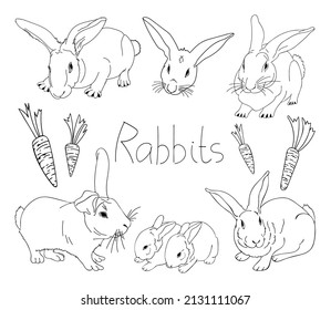 Set of cute rabbits line art. Farm breeding of animals. Adult hare, little bunny with a carrot. Hand drawn vector outline illustration.