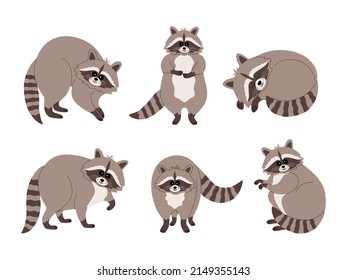 Set of cute raccoons. Funny animals in various poses. Hand drawn color vector illustration isolated on white background. Modern flat cartoon style.