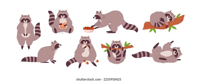 Conjunto de mapaches bonitos en varias poses, dibujos animados de ilustraciones planas vectoriales aisladas en fondo blanco. Carácter animal gracioso comiendo galletas, durmiendo y colgando en el árbol.