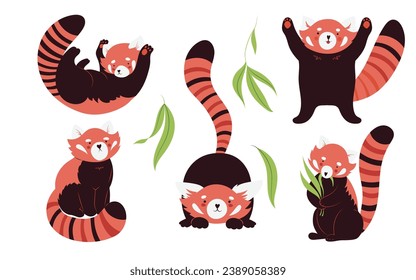 Set with cute red panda in different poses, hand drawn vector illustration in flat design isolated on white background