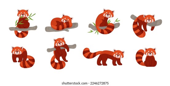 Set of cute red pandas in different poses flat style, vector illustration isolated on white background. Funny animal with tree branch, eating leaves, resting and playing