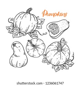 Set of cute ripe pumpkins. Hand-drawn illustration