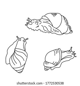 Set of cute sneils, three view of mollusc, outline vector illustration for design and creativity