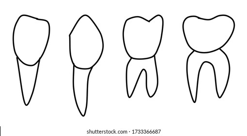 Set of cute teeth incisors, canines, premolars, molar drawn in line style. Isolated on a white background. Illustration of esthetic dentistry and orthodontics. Vector illustration in Doodle style
