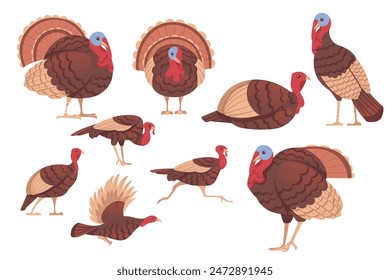 Set of Cute turkey bird cartoon animal design vector illustration isolated on white background