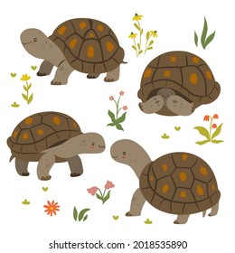 Set of cute turtles isolated on a white background. Vector graphics.