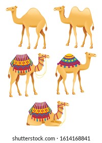 Set of cute two hump and one hump camels with decorative saddle cartoon animal design flat vector illustration isolated on white background