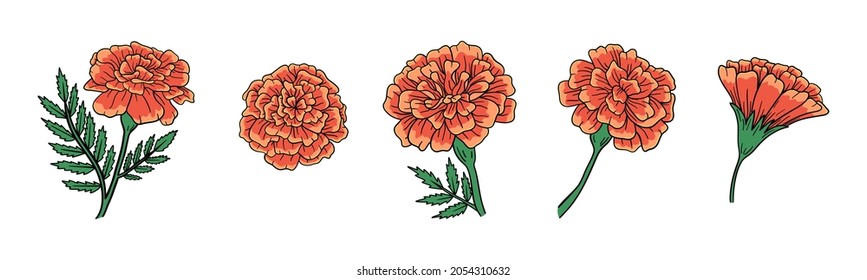 Set Of Cute Vector Marigold Flower. Hand-drawn Vector Illustration For El Dia De Los Muertos. 