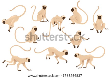 Set of cute vervet monkey beige monkey with brown face cartoon animal design flat vector illustration isolated on white background