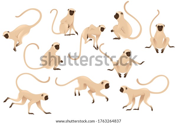 Set of cute vervet monkey beige monkey with\
brown face cartoon animal design flat vector illustration isolated\
on white background