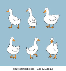 Set of cute white ducks. Vector farm birds illustration