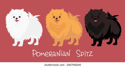 set of cute white, orange and dark isolated on red background dog breed Pomeranian isolated Colorful vector Illustration.