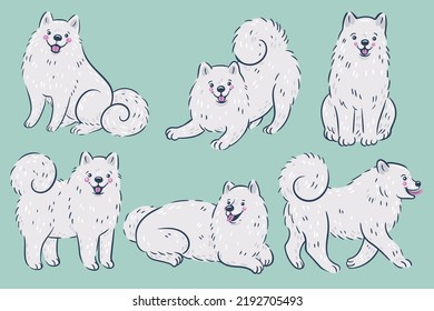 Set of cute white samoyed breed dogs. Vector graphics.