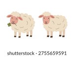 Set of cute white sheep eating clover and standing flat illustration scandinavian style
