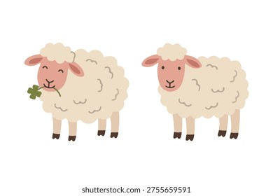 Conjunto de ovejas blancas lindas comiendo trébol y de pie ilustración plana estilo escandinavo