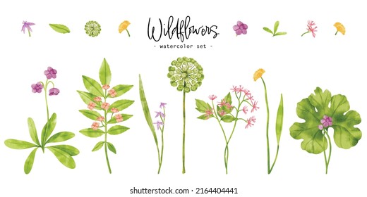 Set of Cute wildflowers plants watercolor illustration for Decorative Element