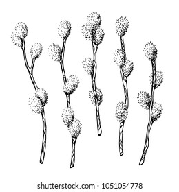 Set of cute willow branches. Hand drawn vector illustration. Spring willow branches, isolated on white. Drawn by pen. Fluffy cute herb. Easter decoration