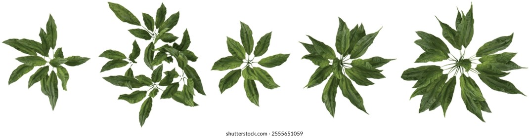 set of Cyclanthus trees on transparent background from the top view