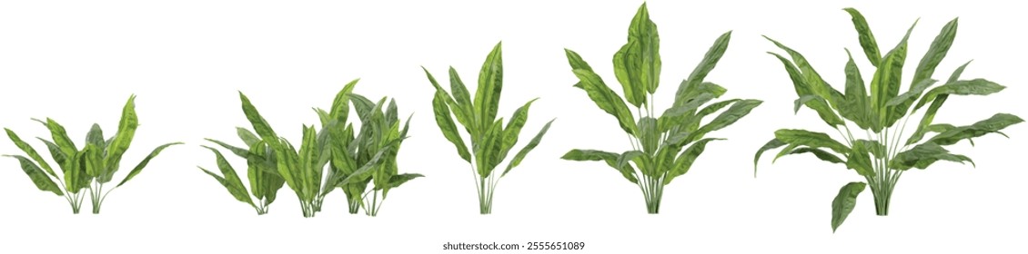 set of Cyclanthus trees on transparent background