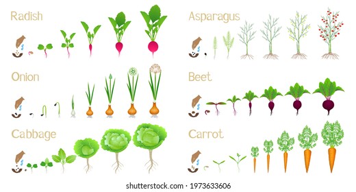 Set of cycles of growth of vegetables on a white background.