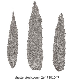 Conjunto de ciprestes desenhadas em vetor isolado em fundo branco. Ilustração vetorial