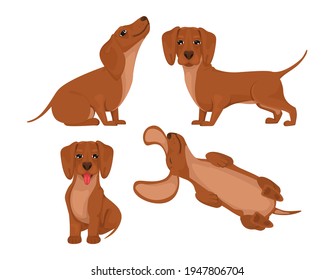 Set dachshund dog, cheerful friend, pet, lie down, run and have fun. Vector in cartoon