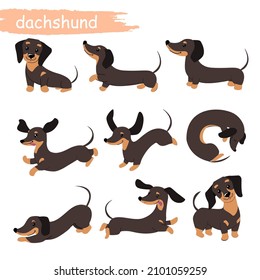 Set of dachshund dogs in different poses. Vector cartoon illustration. Domestic pet. Design for print svg
