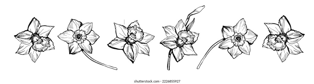 Set of Daffodil flowers drawn by hand in engraving style illustration. For floral elegant sprintime composition, wedding invitation, bedding, home textile, postcard, Easter, march 8 selebration.