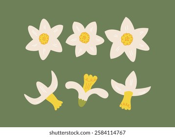 Set of daffodil flowers elements. Botanical vector flat illustration with narcissus buds. Spring and summer clipart for holidays, women's day, birthday, mother's day designs, etc.