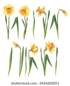 Set of daffodil on an isolated background in cartoon style. Spring yellow flower for Easter. Beautiful narcissus flower. Vector floral illustration.