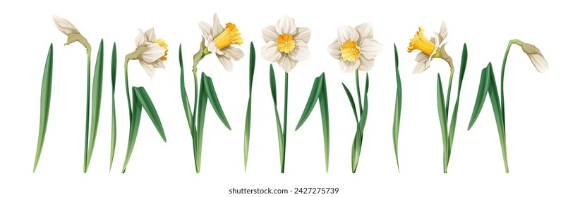 Set of daffodil on an isolated background in cartoon style. Spring white flower for Easter. Beautiful narcissus flower. Vector floral illustration.