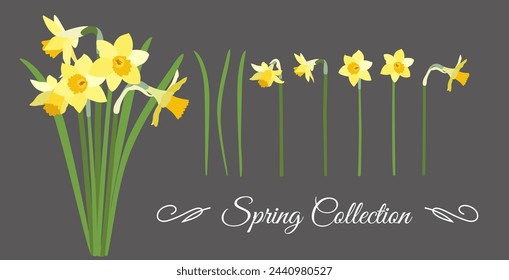 Set of daffodils and a bouquet of daffodils in vector, flat style.