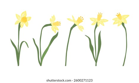 Set of daffodils, spring yellow flowers. Vector drawing of wild plants isolated on white background, floral elements, hand drawn botanical illustration
