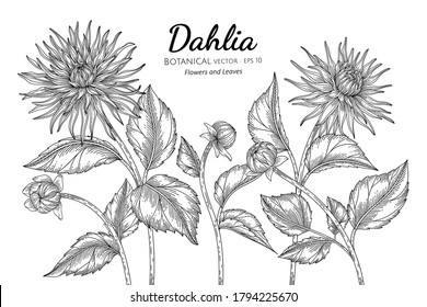 Set of Dahlia flower and leaf hand drawn botanical illustration with line art on white backgrounds. 