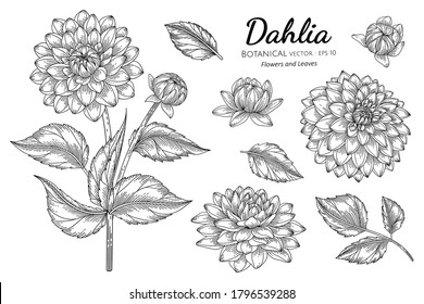 Set of Dahlia flower and leaf hand drawn botanical illustration with line art on white backgrounds. 
