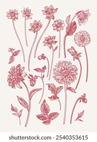 Set with dahlia flowers. Drawing in red. Vertical