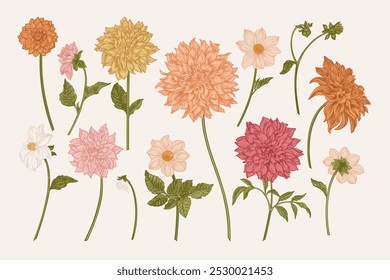 Set with dahlia flowers. Floral arrangement. Vector botanical illustration. Colorful