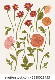 Set with dahlia flowers. Floral arrangement. Vector botanical illustration. Colorful. Vertical format