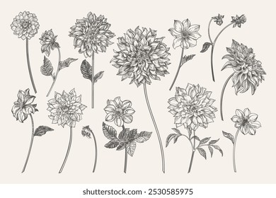 Set with dahlia flowers. Floral arrangement. Vector botanical illustration. Horizontal format. Black and white.