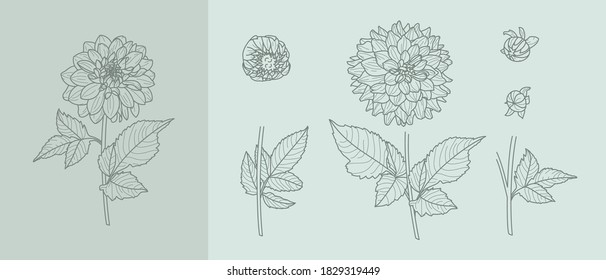 Set Dahlia Flowers with Leaves in Trendy Minimal Liner Style. Vector Floral Illustration for printing on t-shirt, Web Design, Invitation, Posters, creating a logo