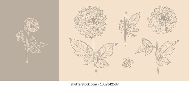 Set Dahlia Flowers with Leaves in Trendy Minimal Liner Style. Vector Floral Illustration for printing on t-shirt, Web Design, Invitation, Posters, creating a logo and patterns
