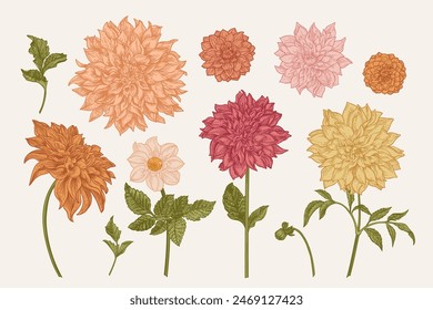 Set with dahlia flowers. Vector botanical illustration. Colorful