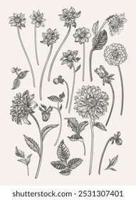 Set with dahlia flowers. Vertical format. Black and white.