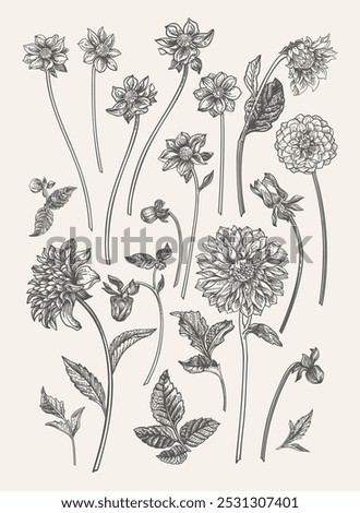 Set with dahlia flowers. Vertical format. Black and white.