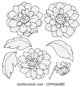 Set Dahlia And Leaves In Monochrome Colors, Isolate On A White Background, Linear Drawing
